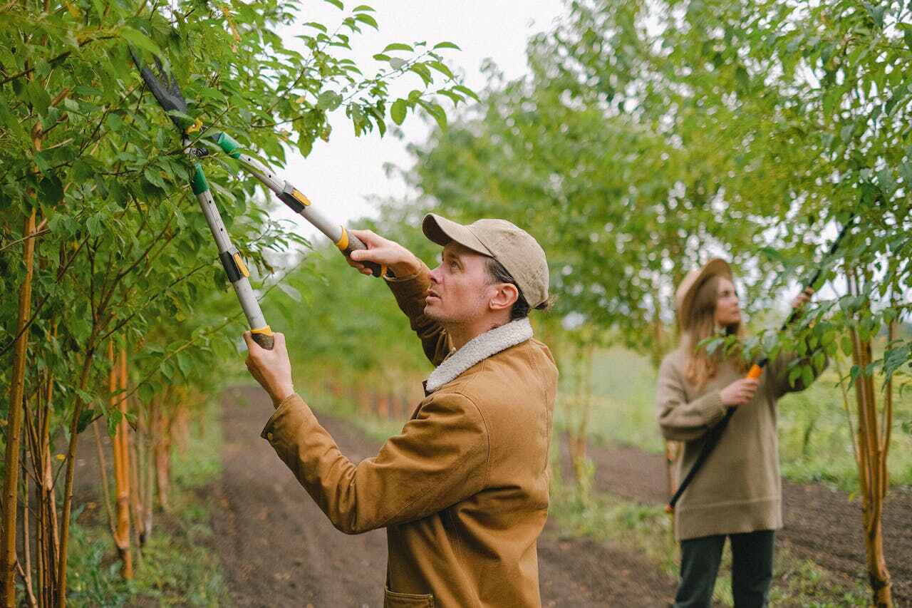 The Steps Involved in Our Tree Care Process in Lake Mohawk, NJ